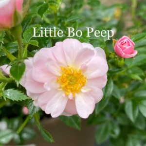 LITTLE BO PEEP (ground cover)